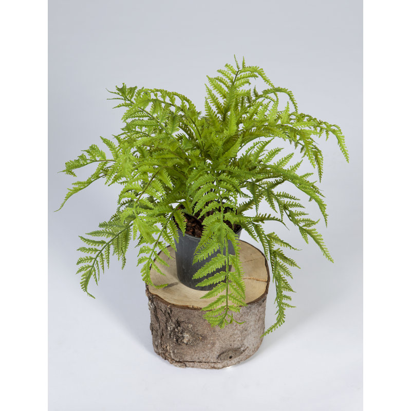 Die Saisontruhe Kunstpflanze Farn im Topf Wayfair.de